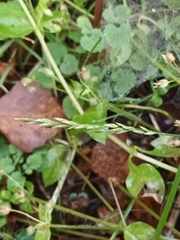 Agrostis capillaris