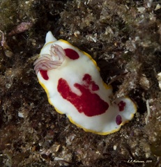 Goniobranchus splendidus