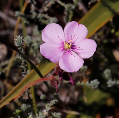 Drosera hilaris