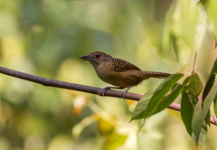 Cymbilaimus lineatus