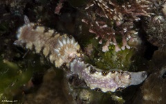 Goniobranchus collingwoodi