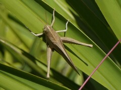 Schistocerca damnifica