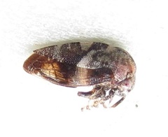 Cyrtolobus pallidifrontis