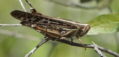 Schistocerca americana