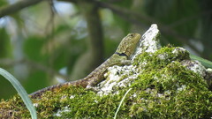 Stenocercus bolivarensis