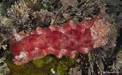 Hexabranchus sanguineus