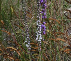 Liatris gracilis