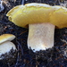 Boletes - Photo (c) Damon Tighe, some rights reserved (CC BY-NC)