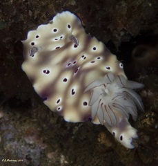 Hypselodoris tryoni