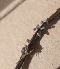 Didymium squamulosum