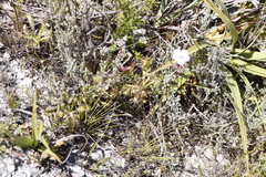 Drosera hilaris