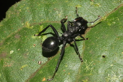 Cephalotes atratus
