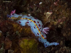 Hypselodoris bennetti