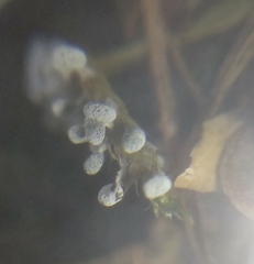 Didymium squamulosum