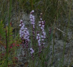 Liatris quadriflora