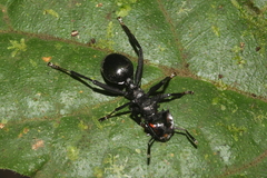 Cephalotes atratus