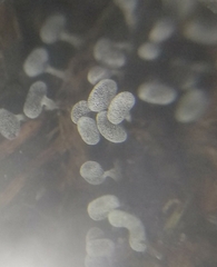 Didymium squamulosum