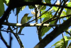 Vireo gilvus