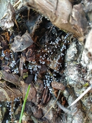 Didymium squamulosum