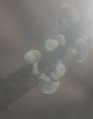 Didymium squamulosum