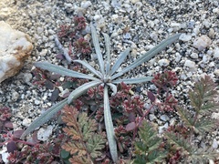 Camissoniopsis