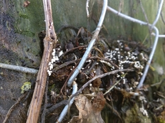 Didymium squamulosum
