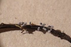Didymium squamulosum
