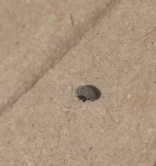 Didymium squamulosum