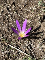 Colchicum montanum