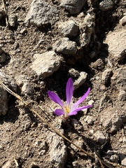 Colchicum montanum