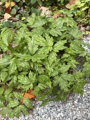 Hydrophyllum virginianum