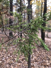 Juniperus communis