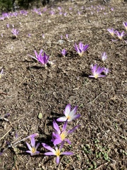 Colchicum montanum