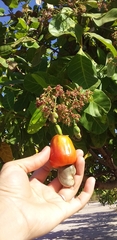 Anacardium occidentale
