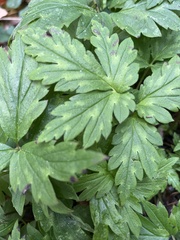 Hydrophyllum virginianum