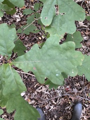 Quercus alba