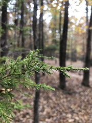 Juniperus communis