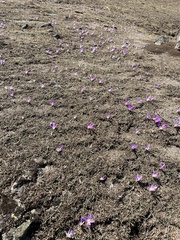 Colchicum montanum