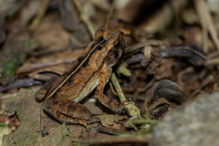 Rhinella ornata