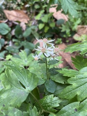 Hydrophyllum virginianum