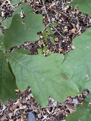 Quercus alba