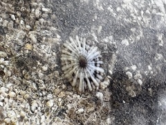 Siphonaria normalis