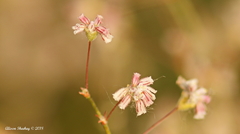 Eriogonum angulosum