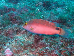 Symphodus mediterraneus