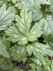 Hydrophyllum virginianum