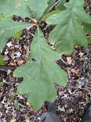 Quercus alba