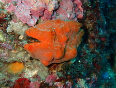 Arca noae