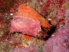 Arca noae