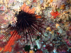 Centrostephanus longispinus