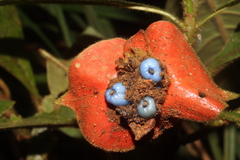 Palicourea tomentosa